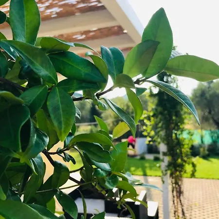 Maison Chopin & Brahms Haus *